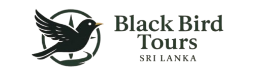 Black Bird Tours